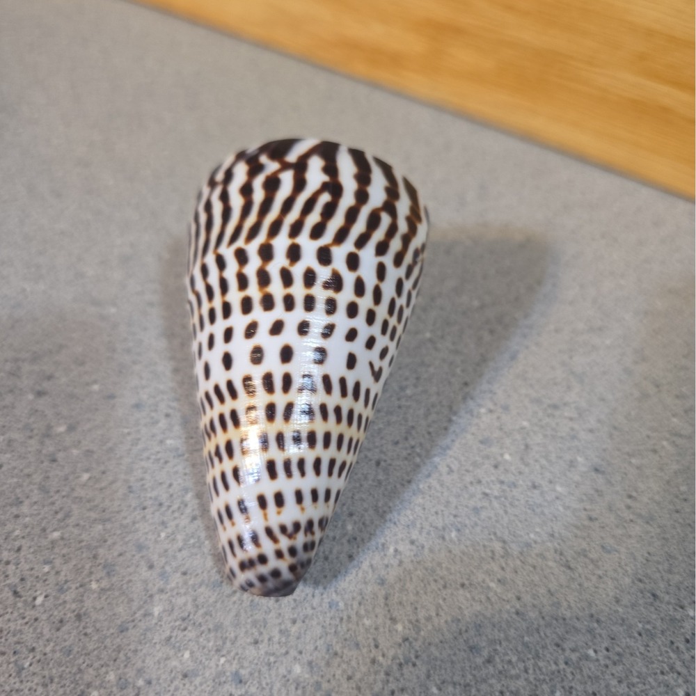 Vintage Conus Litteratus Cone Seashell Hawaii Coast 1990, 3 Inch - Picture 4 of 6